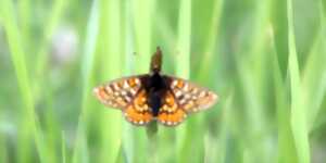 photo Papillons, libellules et autres petites bêtes