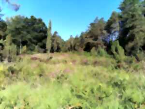 photo Atelier dessin sur la lande de Puycheny