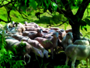 photo MARVEJOLS ET SON PASSÉ LAINIER LE LONG DE LA COLAGNE