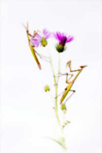 photo EXPOSITION MANTODEA