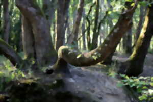 photo Matinée chant-nature
