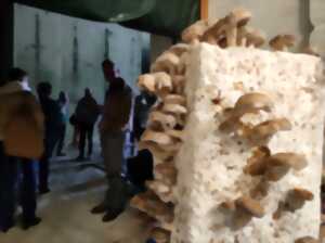 photo Visite de la carrière à champignons