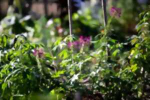 photo Découvrir la richesse des plantes sauvages