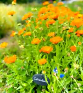 photo Découverte des plantes médicinales - Atelier parent-enfant