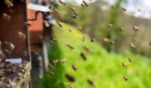 photo La Vie des Abeilles dans et hors la Ruche