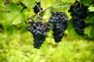 photo FÊTE DES VENDANGES AU CHÂTEAU DE LA VALLOUBIERE