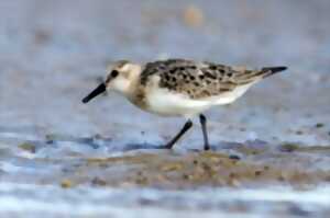 photo Sortie nature : Étangs et biodiversité