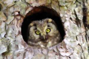 photo LES PETITS MARDIS : LES RAPACES NOCTURNES