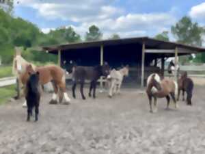 photo Balade poneys