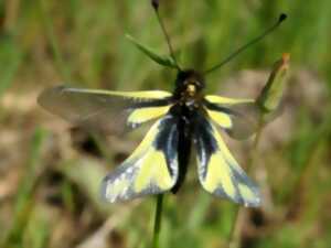 photo UN ÉTÉ AVEC LE PARC : LIBELLULES, DEMOISELLES ET AUTRES HABITANTS DE LA LAVOGNE