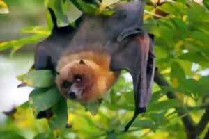 photo LES CHAUVES-SOURIS DES GROTTES DE LOUBEAU