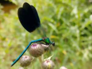 photo PNR - FASCINANTES LIBELLULES !