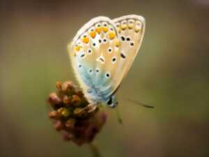 photo Sortie Nature : À la recherche des papillons