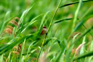 photo Les oiseaux des roselières