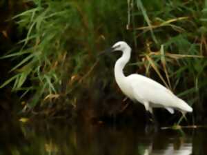 photo Sortie Nature : La migration des oiseaux