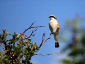 photo Sortie Nature : Le bandit masqué