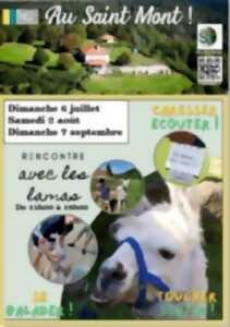 photo Rencontre avec les lamas au Saint Mont