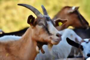 photo L'été à la ferme : La chèvre et le chou