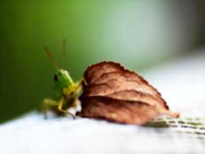 photo Animation nature : le retour de la biodiversité sur les prairies
