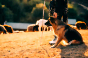 photo CONCOURS NATIONAL CHIENS DE TROUPEAUX SUR BREBIS