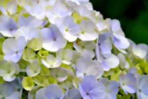 photo Ouverture du jardin de Patricia Decaudin - Hortensais et hydrangeas
