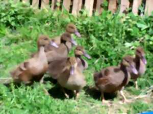 photo ferme découverte