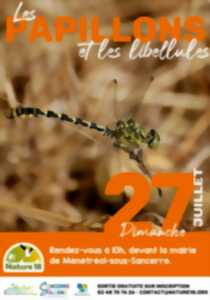 photo [Balade Nature]: Les papillons et les libellules