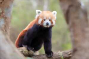 photo EXPOSITION D'ANIMAUX EN VOIE D'EXTINCTION