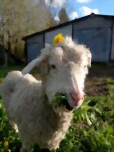 photo Visite de la fermette