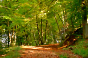 photo FORÊT - À LA CROISÉE DES CHEMINS