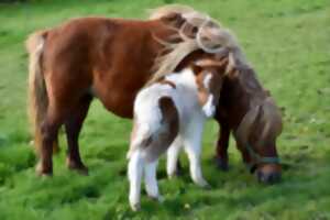 photo Escape pony game