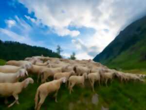 photo Transhumance