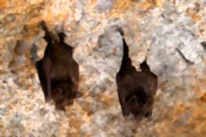 photo Nuit des chauves-souris
