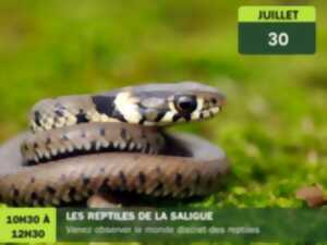 photo Les reptiles de la Saligue