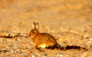 photo Les animaux des dunes