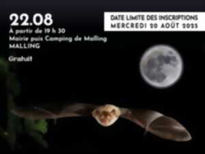 photo La nuit de la chauve-souris
