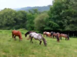 photo Stage équiffel, à la Folie des Grandeurs à cheval