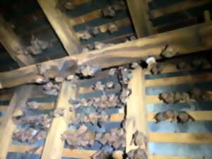 photo Partez à la découverte des Chauves-Souris