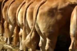 photo Comice agricole au Pescher