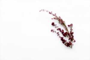 photo Atelier créatif - Bracelet et barrette en fleurs séchées