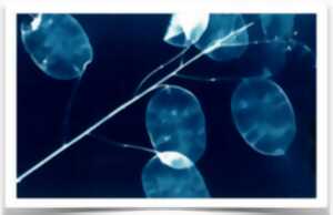 photo ATELIERS CYANOTYPES