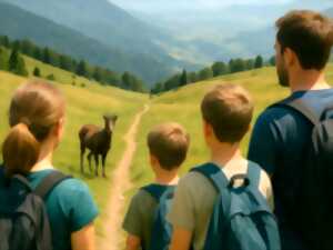 photo Observation des chamois : un face-à-face discret avec la faune sauvage