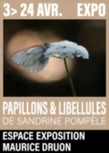 photo Exposition – Papillons et libellules