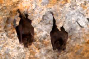 photo LA NUIT INTERNATIONALE DE LA CHAUVE SOURIS 2025