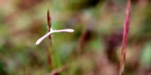 photo Sortie nature : les papillons de nuit