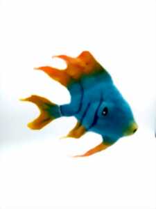 photo Atelier de feutre poisson tropical