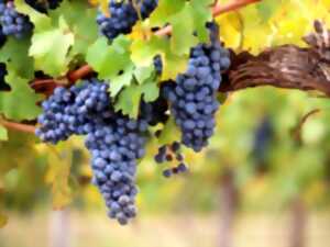 photo FÊTE DES VENDANGES