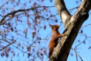 photo EXPOSITION - VOISINS-VOISINES : À POIL, À PLUME, ILS HABITENT AVEC NOUS !