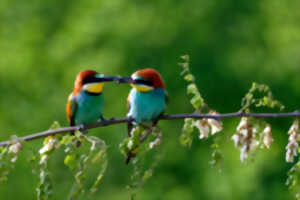 photo Animation de la LPO : A la recherche du guêpier d'Europe