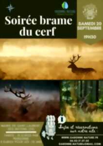 photo Soirée brame du cerf